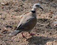 Dove_Unidentified Collared_01.jpg