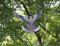 Dove_Unidentified Collared_02.jpg