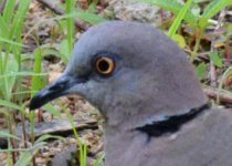 Dove_Unidentified Collared_03.jpg