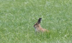 Irish Hare (3).jpg