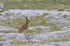 Irish Hare.JPG