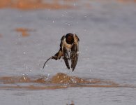 Swallow_Gleb Jdiane_140417a.jpg