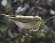 Western Bonellis Warbler_Gleb Jdiane_140417a.jpg