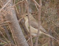 Saharan Olivaceous Warbler_Gleb Jdiane_110417a.jpg