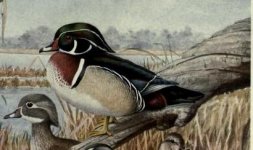 Wood duck.jpg