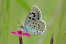 Large Blue lt 2.jpg