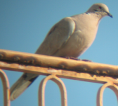 Collared Dove.png