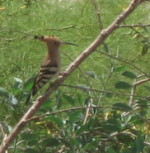 Hoopoe.png