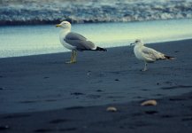 Larus_canus4.jpg