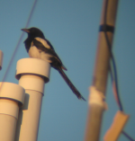 Magpie.png