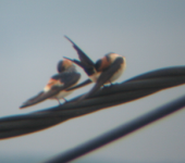 Red-rumped Swallow 1.png