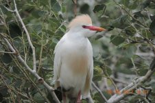 cattle egret.jpg