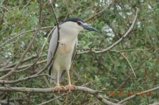 night heron.jpg