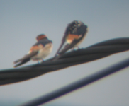 Red-rumped Swallow 2.png