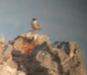 Rock Nuthatch.png