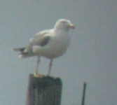 YL Gull.png