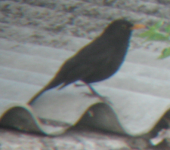 Common Blackbird.png