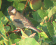 Great Tit 1.png