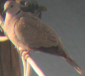 Collared Dove 2 cropped.png