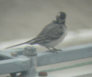 White Wagtail 1.png