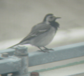 White Wagtail 2.png