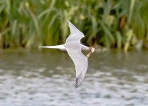 Common tern with fish-0676.jpg