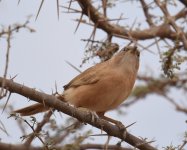 Fulvous Babbler_Oued Jenna_120417a.jpg