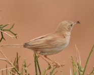 Africa Desert Warbler_Yasmina_200417a.jpg