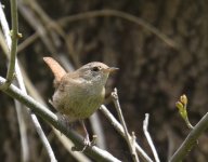 Wren_Oukaimden_160417a.jpg