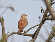 Rufous Bush Chat_Oued Massa_100417a.jpg