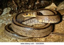 ladder-snake-elaphe-scalaris-adult-gdcbwa.jpg