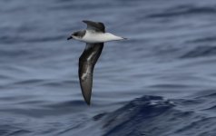 Fea's Petrel (9 of 13).jpg