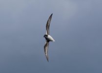 Zino's Petrel (1 of 6).jpg