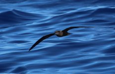 Bulwer's Petrel (3 of 5).jpg