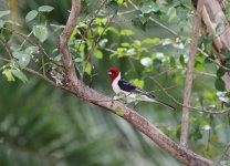 Red-cowled-Cardinal.jpg