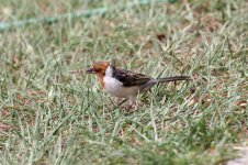 Red-cowled-Cardinal4.jpg