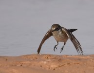 Pied Flycatcher_Gleb Jdiane_140417a.jpg