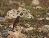 Moussiers Redstart_Riad Titima_080417a.jpg