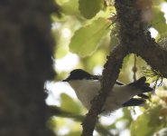 Atlas Flycatcher_Azrou_210417a.jpg