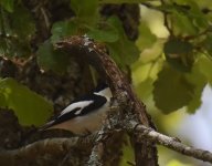 Atlas Flycatcher_Azrou_210417b.jpg