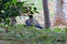 Azure-Winged Magpie.jpg