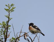 Stonechat_Oued Massa_100417a.jpg