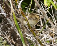 P1480106.jpeg  Sedge Warbler 1..jpg