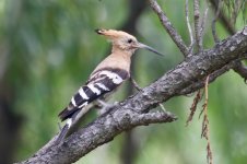 Hoopoe.jpg