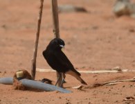 WC Black Wheatear_Yasmina_190417a.jpg