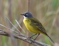 Spanish Wagtail_Oued Massa_100417a.jpg