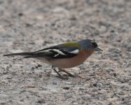 African Chaffinch_Oued Massa_100417a.jpg