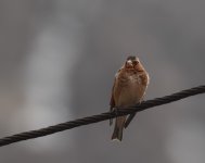 Crimson Winged Finch_Oukaimden_160417b.jpg