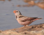 Trumpeter Finch_Gleb Jdiane_140417a.jpg