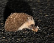 Desert Hedgehog_Aousserd Road_120417a.jpg